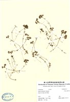 藏品(阿里山佛甲草)的圖片